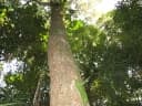 Calophyllum brasiliense