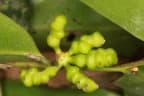 Uvariopsis congensis