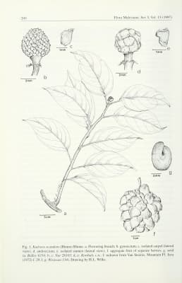 Kadsura scandens