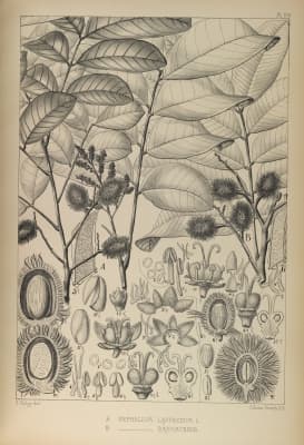 Nephelium cuspidatum