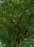 Dalbergia latifolia