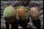 Myristica insipida