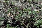 Floscopa scandens
