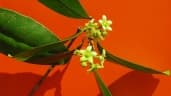 Esenbeckia grandiflora