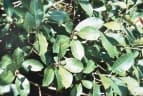Ficus maxima