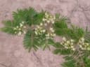 Albizia ferruginea