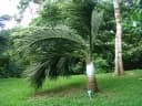 Dypsis decipiens
