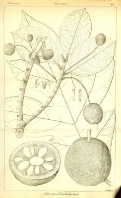 Artocarpus chama