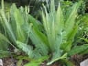 Dioon edule