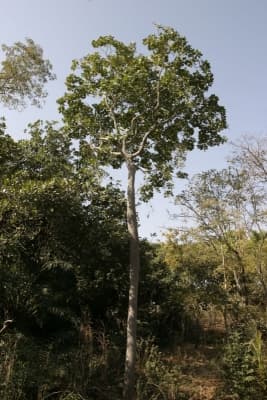 Anthocleista djalonensis