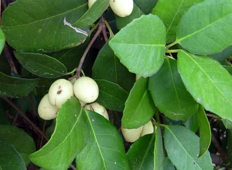 Elaeodendron croceum