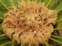Cycas revoluta