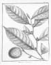 Guatteria punctata