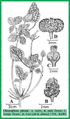 Chrozophora plicata