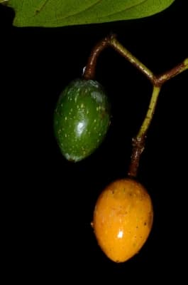 Cissus dinklagei