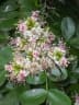 Schotia latifolia