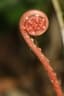 Blechnum orientale