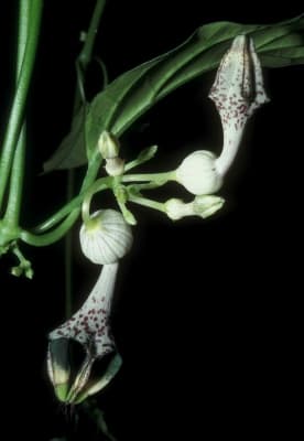 Ceropegia sankuruensis