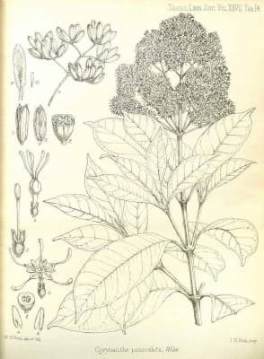 Corynanthe paniculata