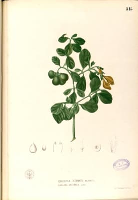 Gmelina elliptica
