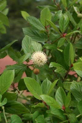 Mitragyna inermis