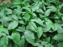 Syngonium podophyllum