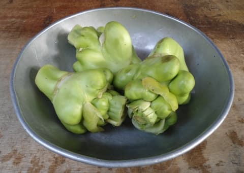 Brassica juncea tsatsai tumida