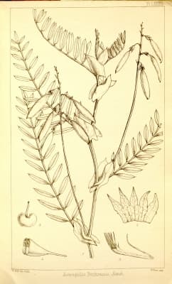 Astragalus atropilosulus