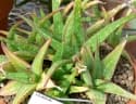 Aloe sinkatana