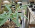 Talinum tenuissimum