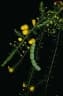 Acacia conferta