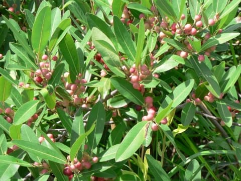 Ficus verruculosa