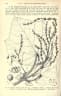 Mallotus barbatus
