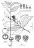 Cryptocarya oblata