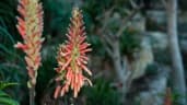 Aloe littoralis