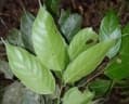 Hopea iriana