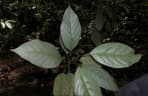 Baccaurea bracteata