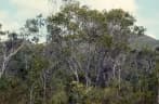 Neofabricia myrtifolia
