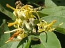 Grewia flavescens