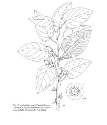 Actinidia fortunatii