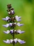 Plectranthus rotundifolius