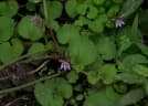 Lobelia nummularia