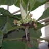 Pentagonia macrophylla