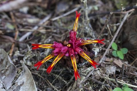 Etlingera punicea