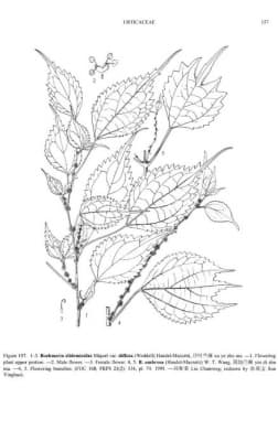 Boehmeria clidemioides