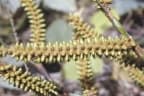 Korthalsia laciniosa