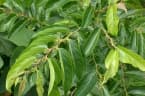 Glochidion zeylanicum