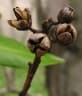 Tristaniopsis laurina