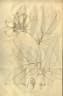 Eperua grandiflora