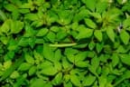 Cleome rutidosperma
